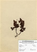 藏品(鱗葉陰石蕨)的圖片